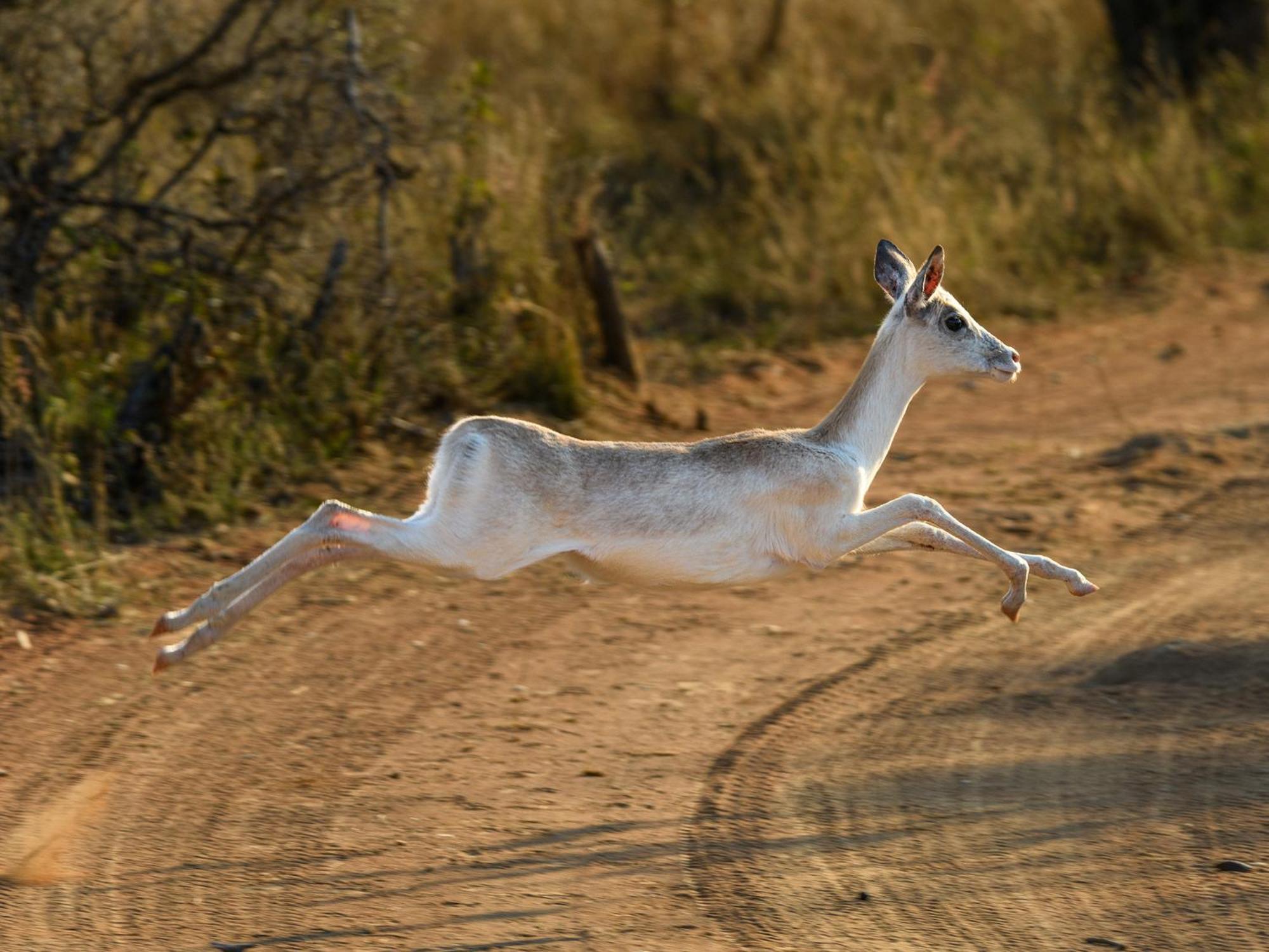 Waterberg Game Park Villa Mokopane Exterior foto