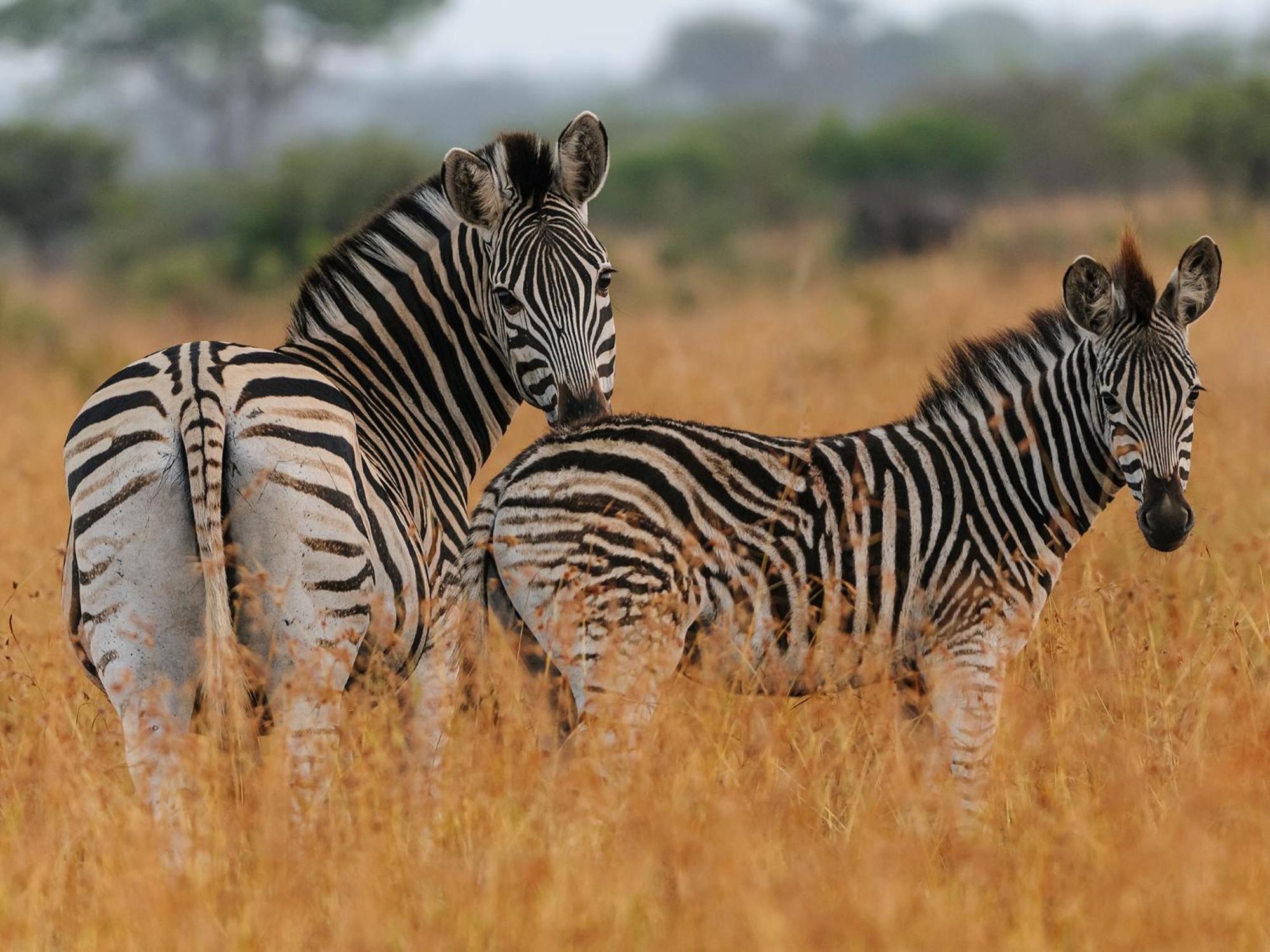 Waterberg Game Park Villa Mokopane Exterior foto